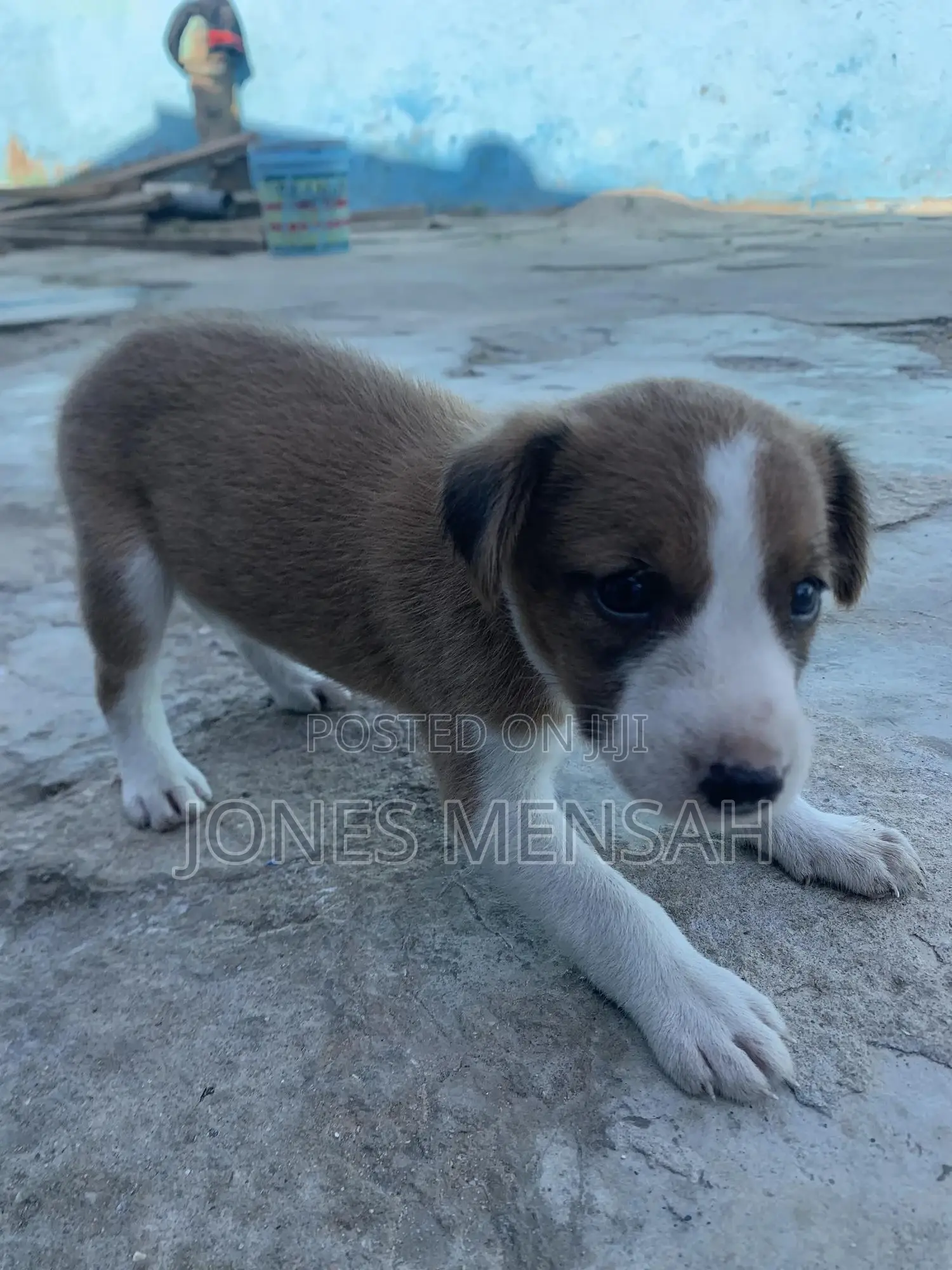 1-3 months Male Mixed Breed Dog