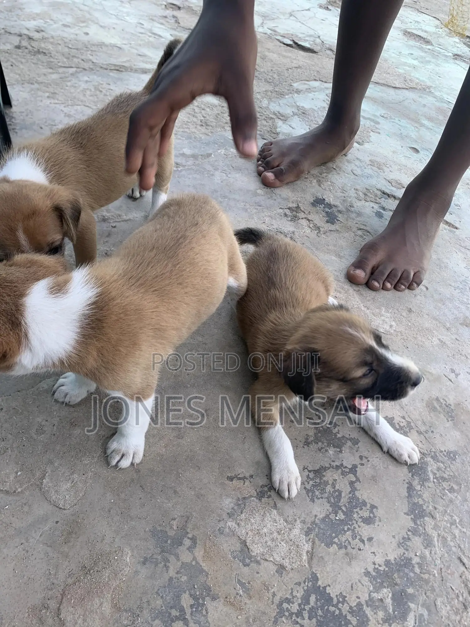 1-3 months Male Mixed Breed Dog