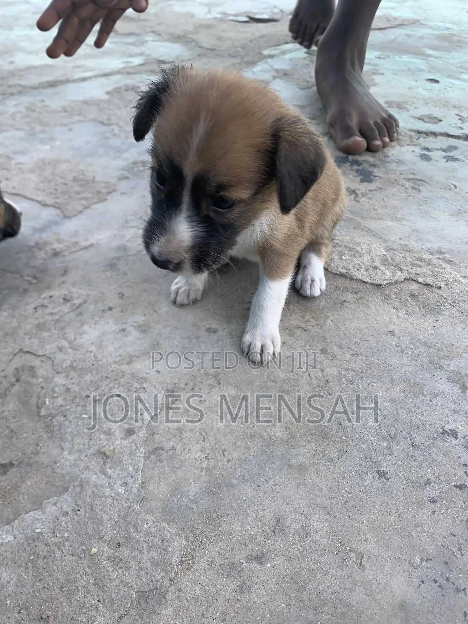 1-3 months Male Mixed Breed Dog
