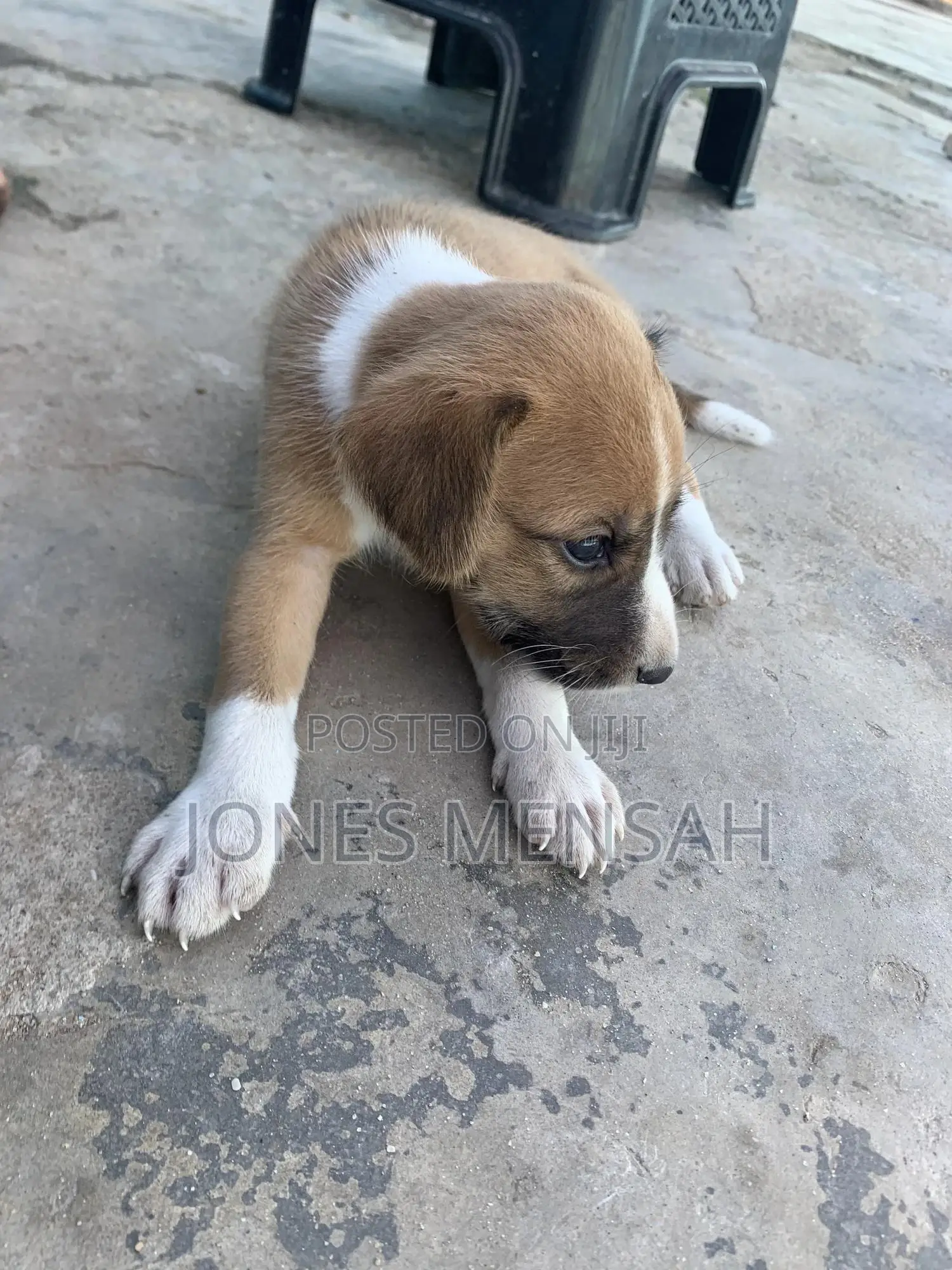 1-3 months Male Mixed Breed Dog