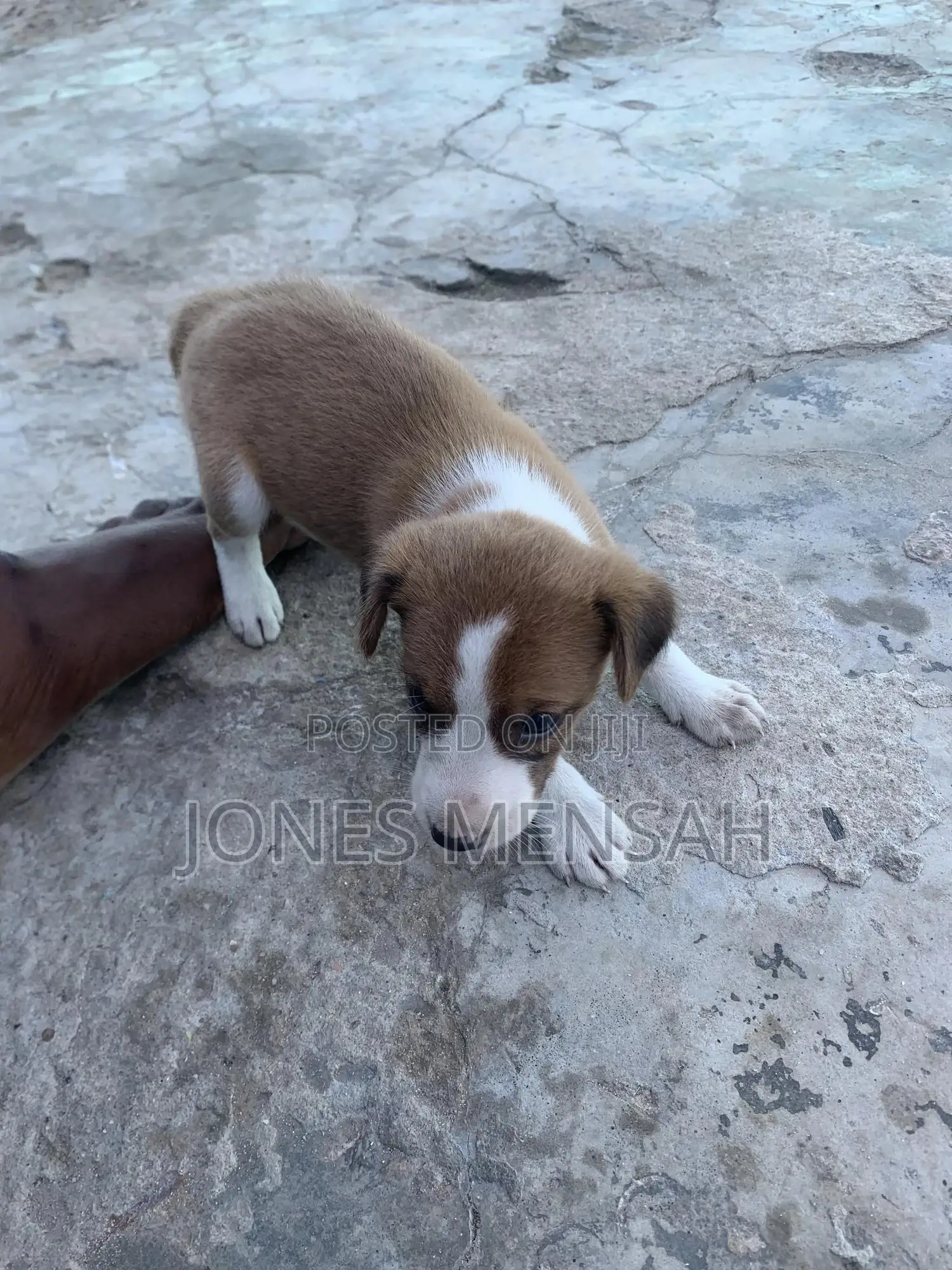 1-3 months Male Mixed Breed Dog