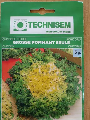 Chicory Seeds