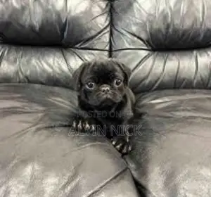 1-3 months Female Purebred French Bulldog