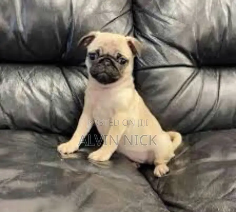 1-3 months Female Purebred French Bulldog