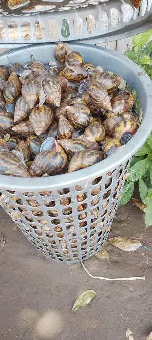 Pol Snails