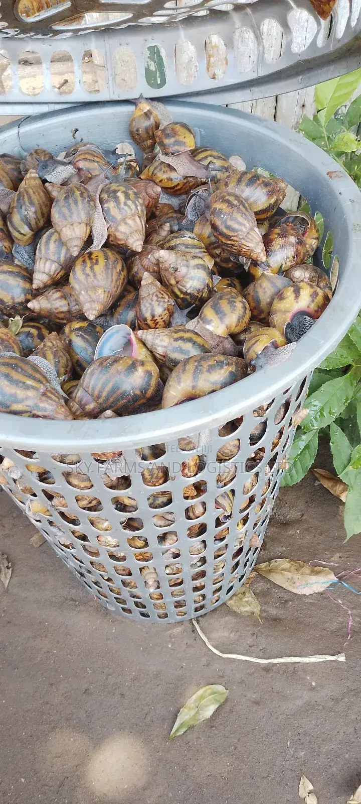 Pol Snails