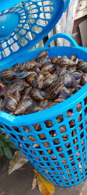 Pol Snails