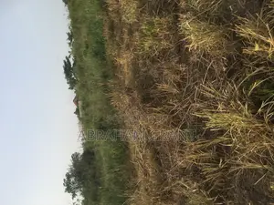 Plot Land for Sale at Ejisu Atia Kotie