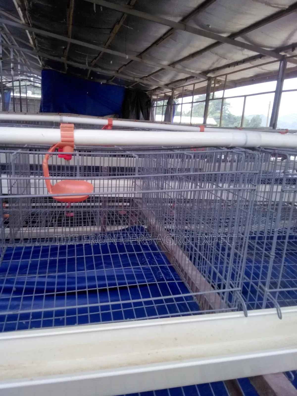 Poultry Coop and Cage Setup