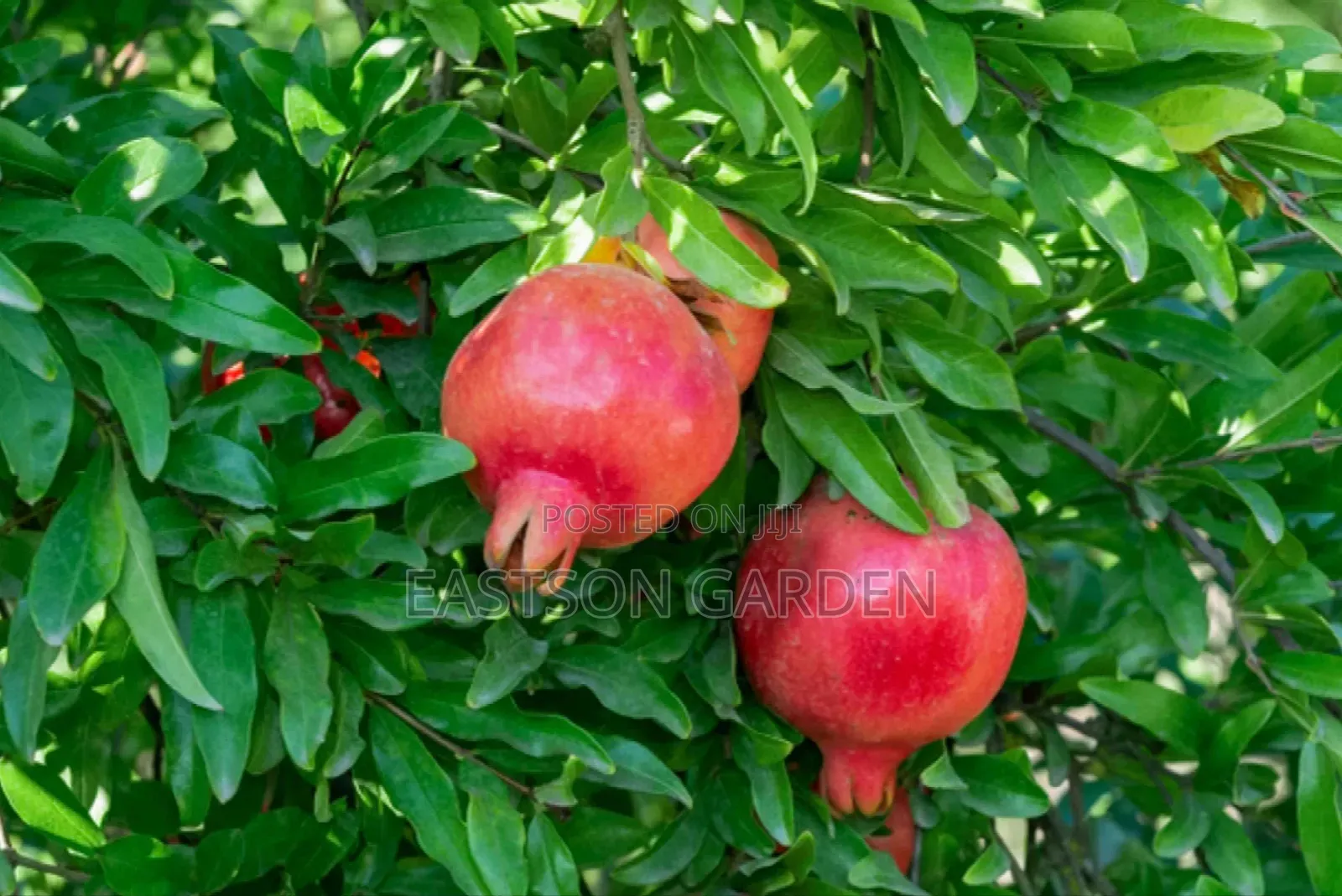 Exotic Pomegranate Seedlings Dwarf Tree