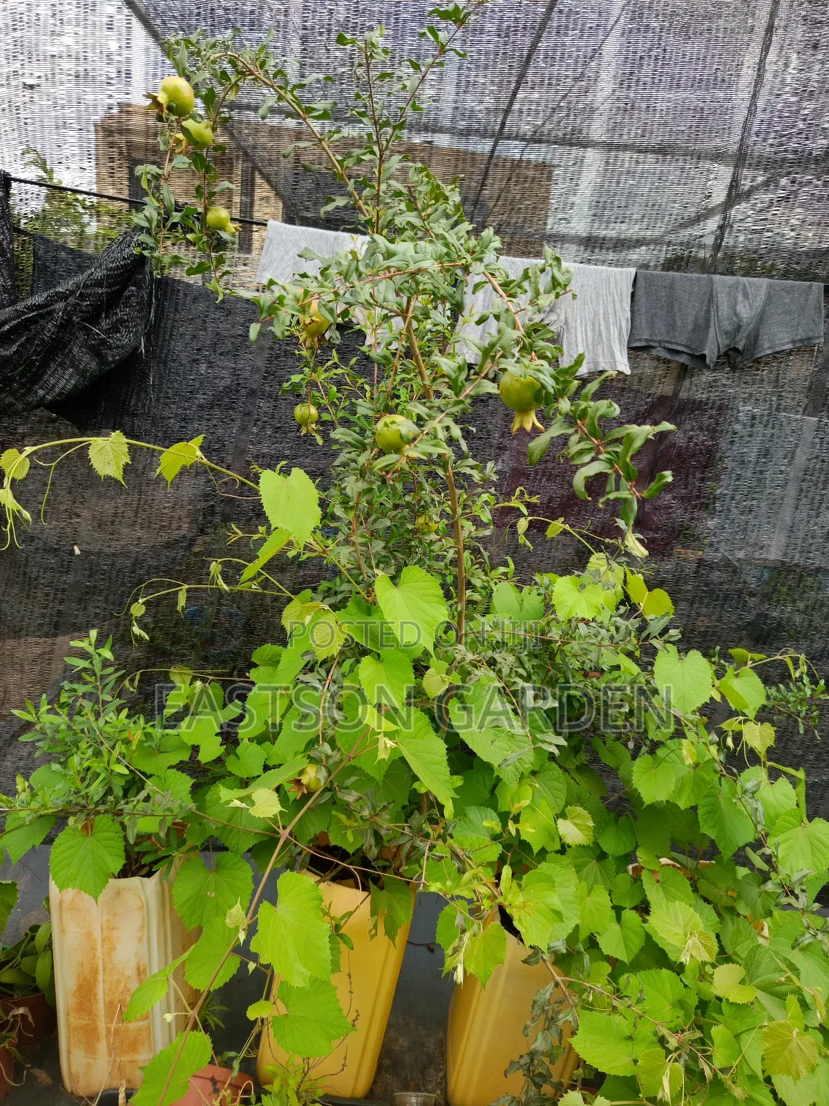 Exotic Pomegranate Seedlings Dwarf Tree