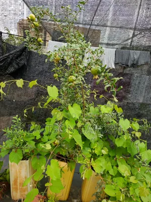 Exotic Pomegranate Seedlings Dwarf Tree