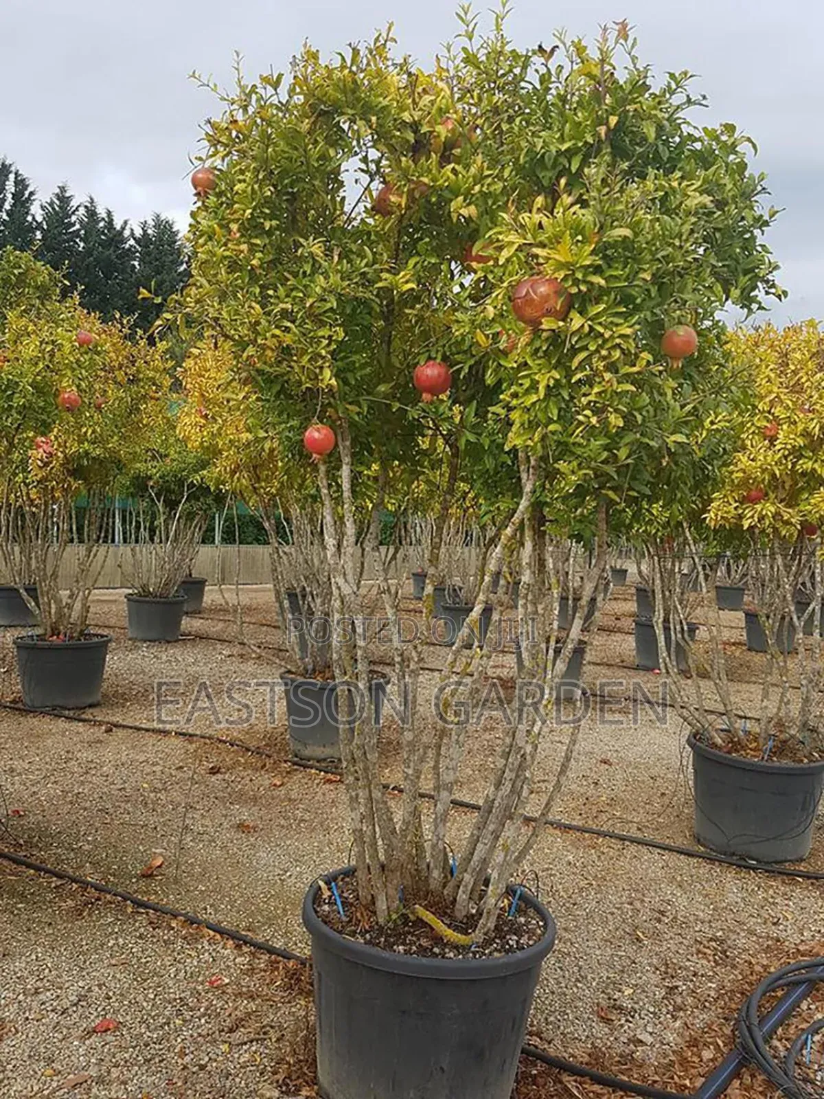 Exotic Pomegranate Seedlings Dwarf Tree