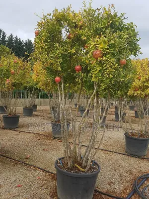 Exotic Pomegranate Seedlings Dwarf Tree