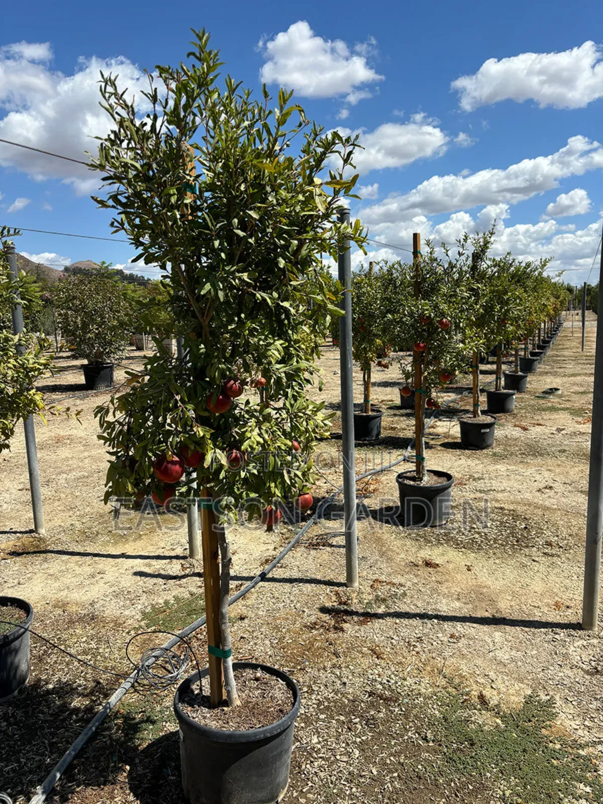 Exotic Pomegranate Seedlings Dwarf Tree