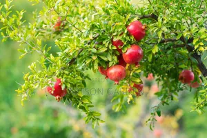 Exotic Pomegranate Seedlings Dwarf Tree