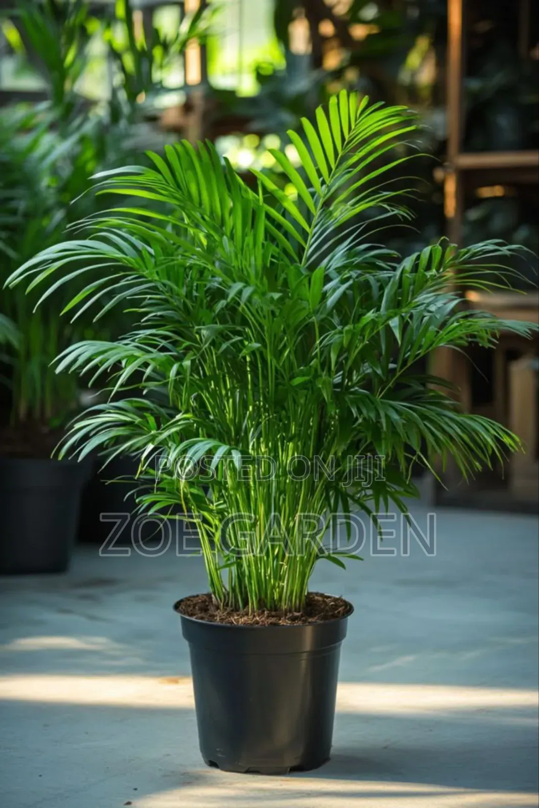 Exotic Plants