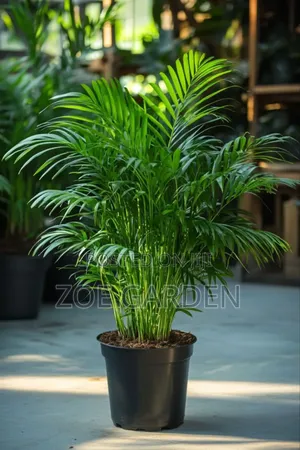 Exotic Plants