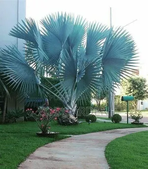 Exotic Plants