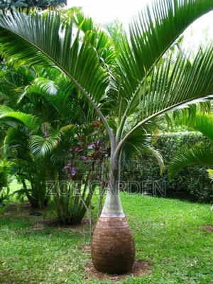 Exotic Plants