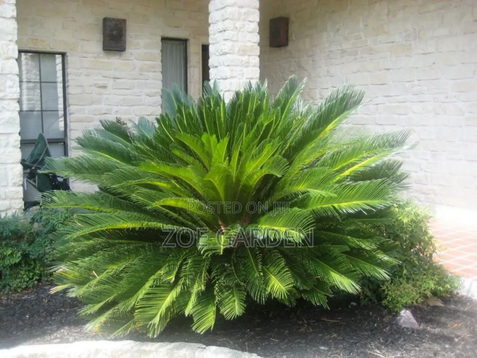 Exotic Plants
