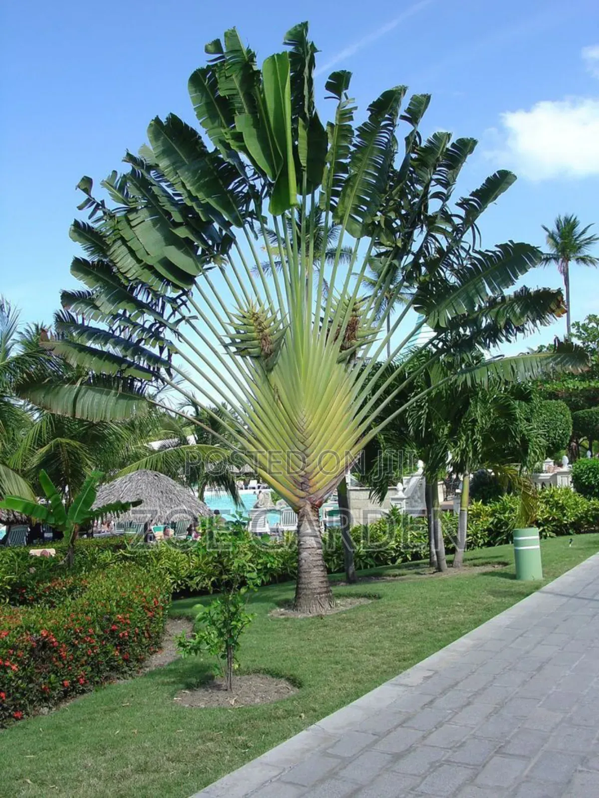 Exotic Plants