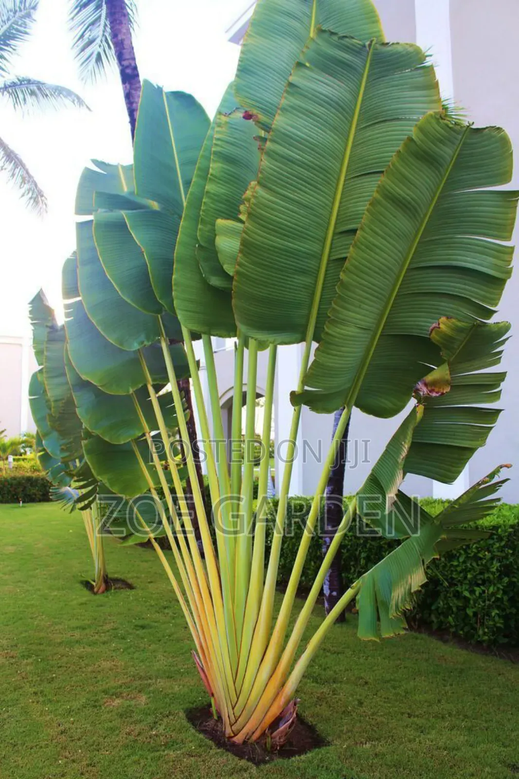 Exotic Plants