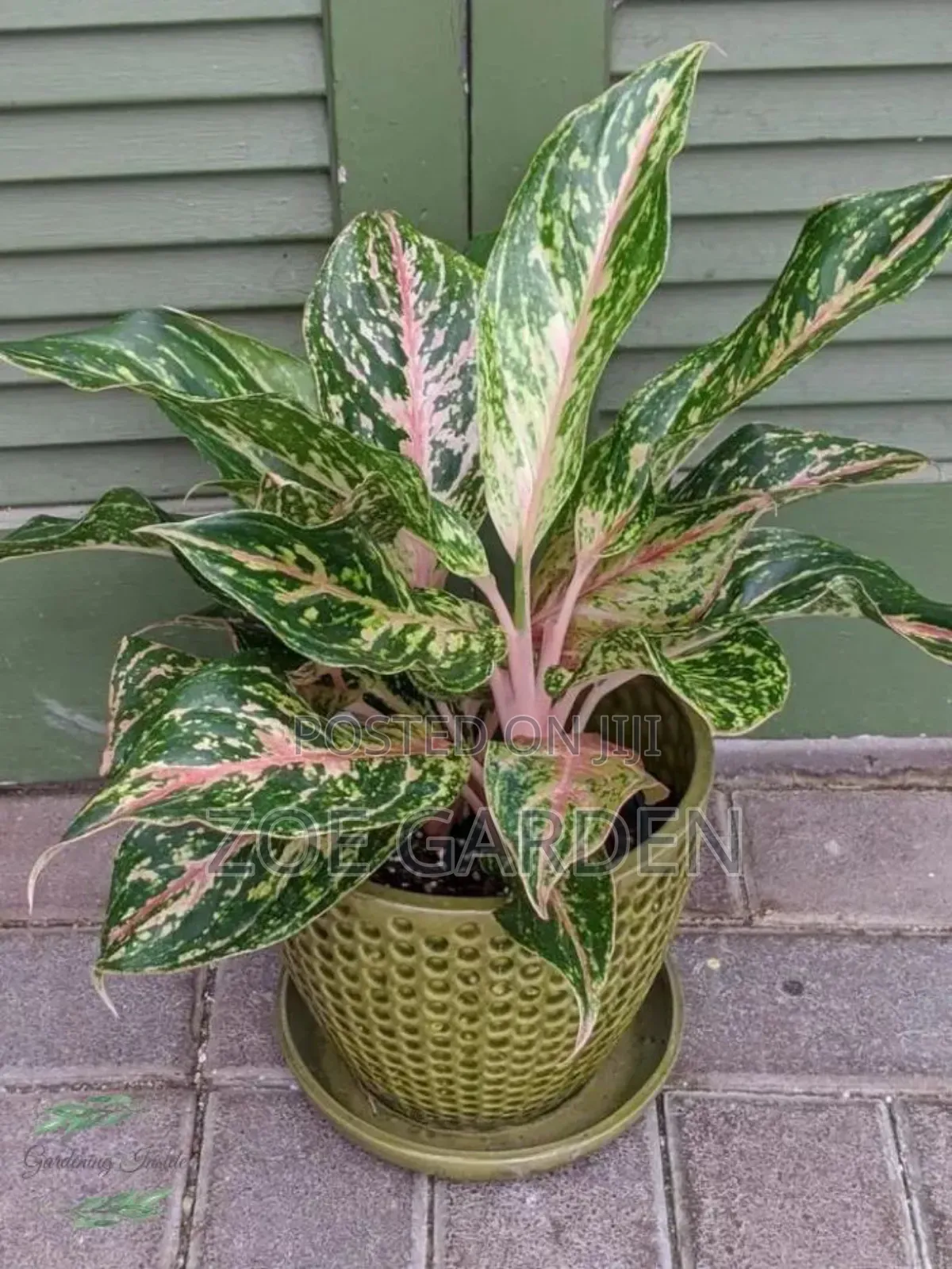 Exotic Plants