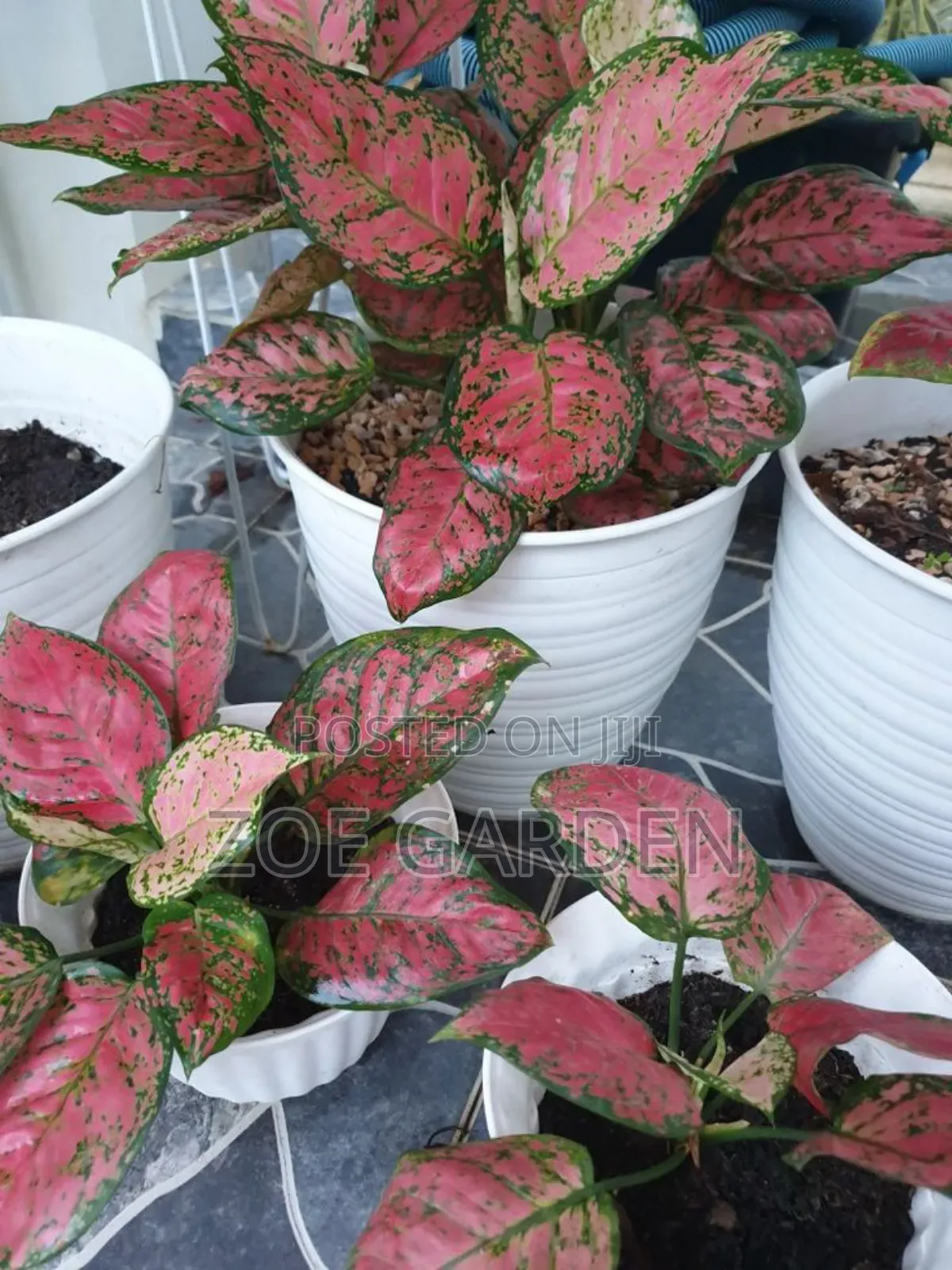 Exotic Plants