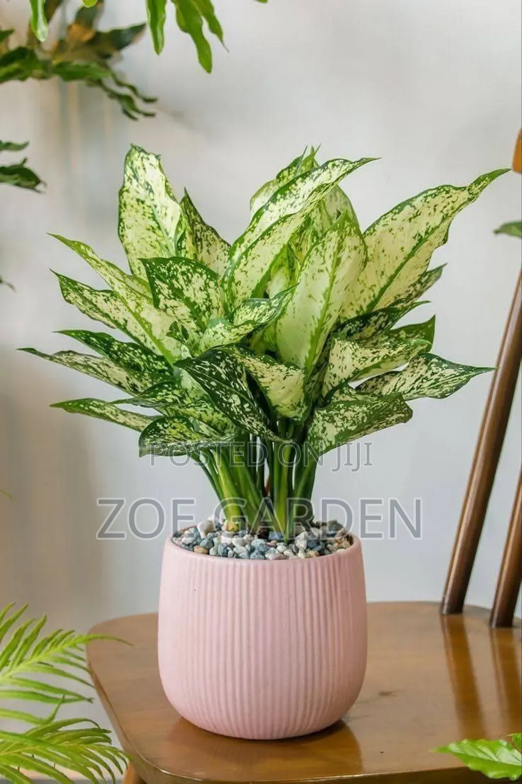 Exotic Plants