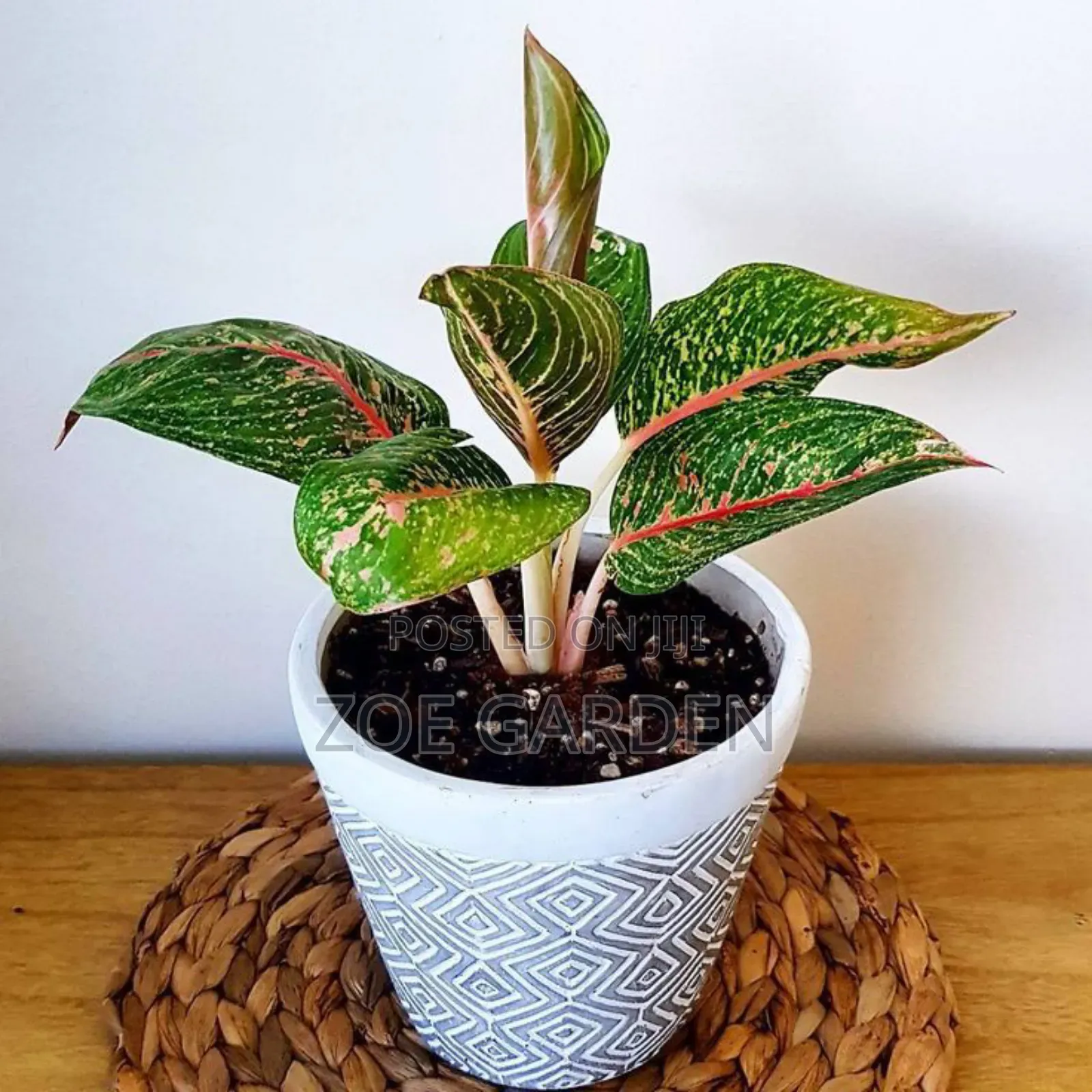 Exotic Plants