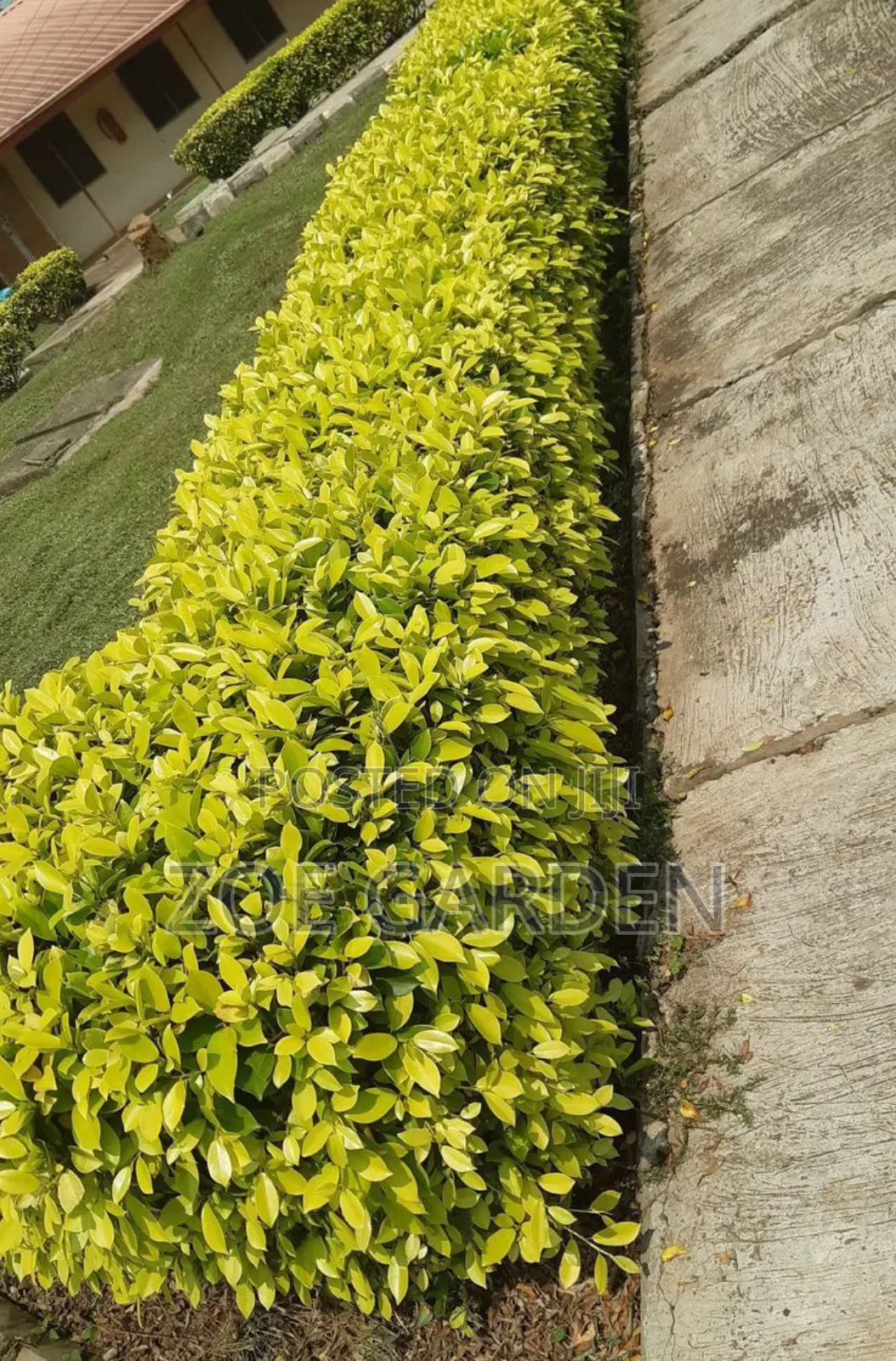 Exotic Plants
