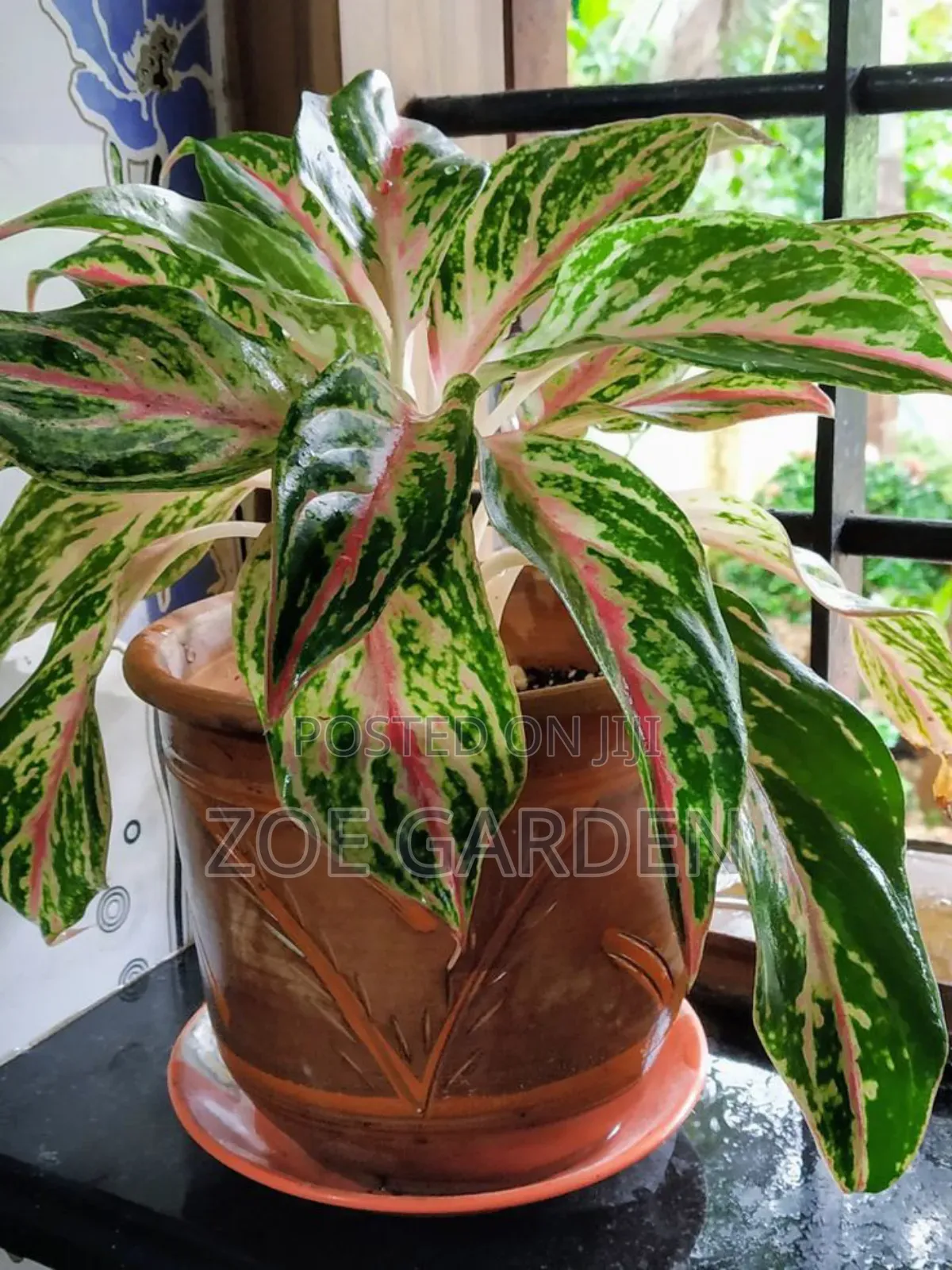 Exotic Plants