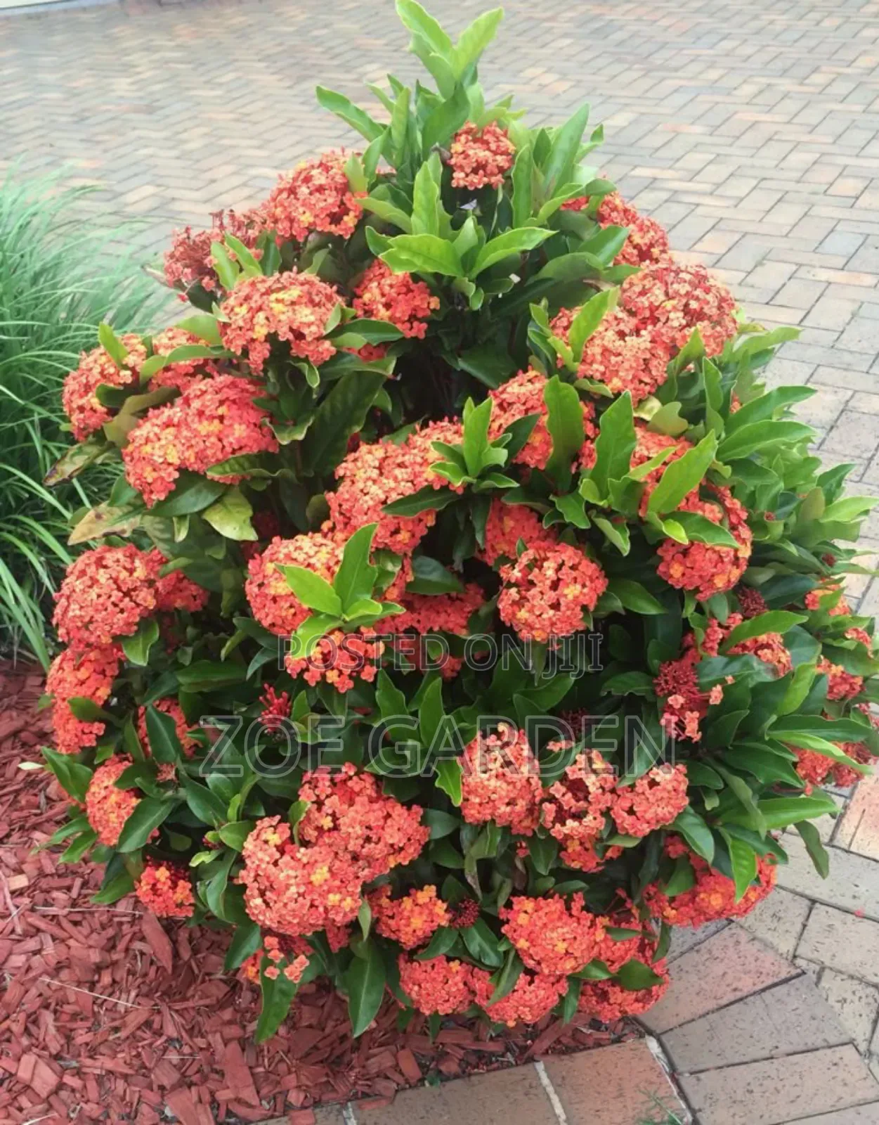 Exotic Plants