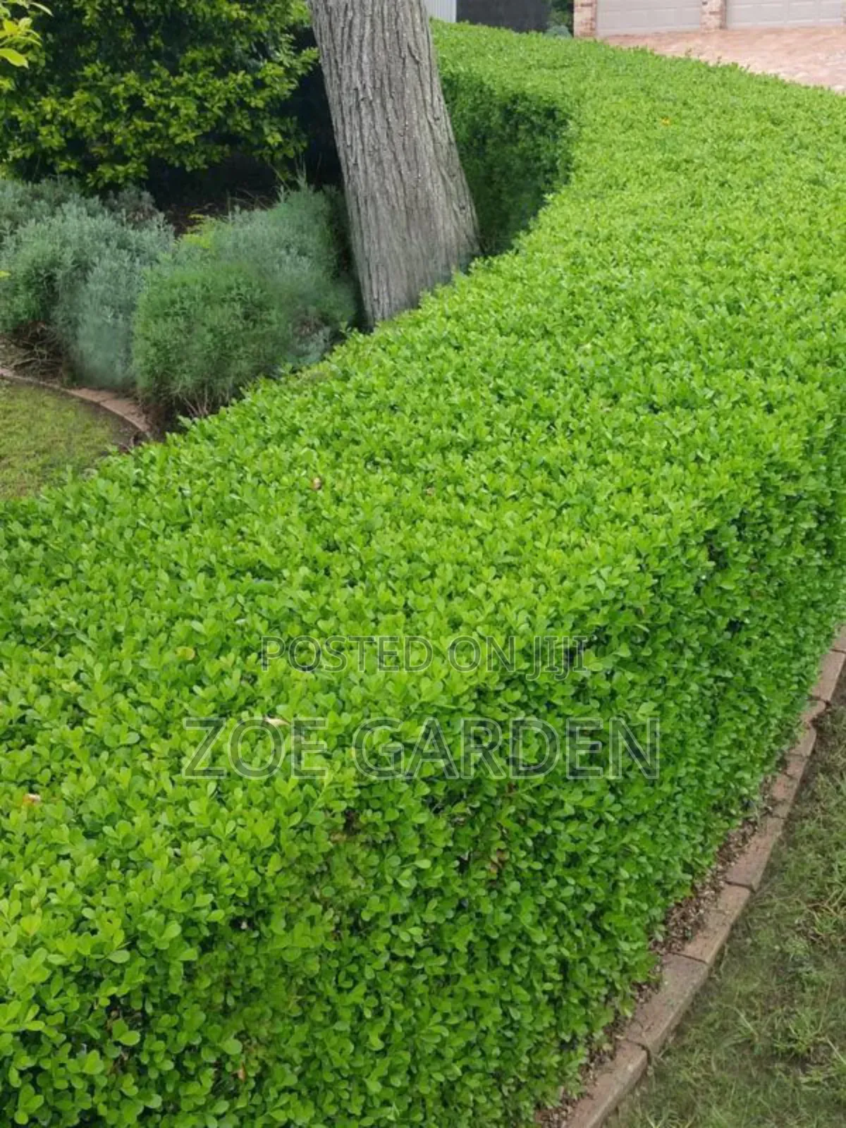 Exotic Plants