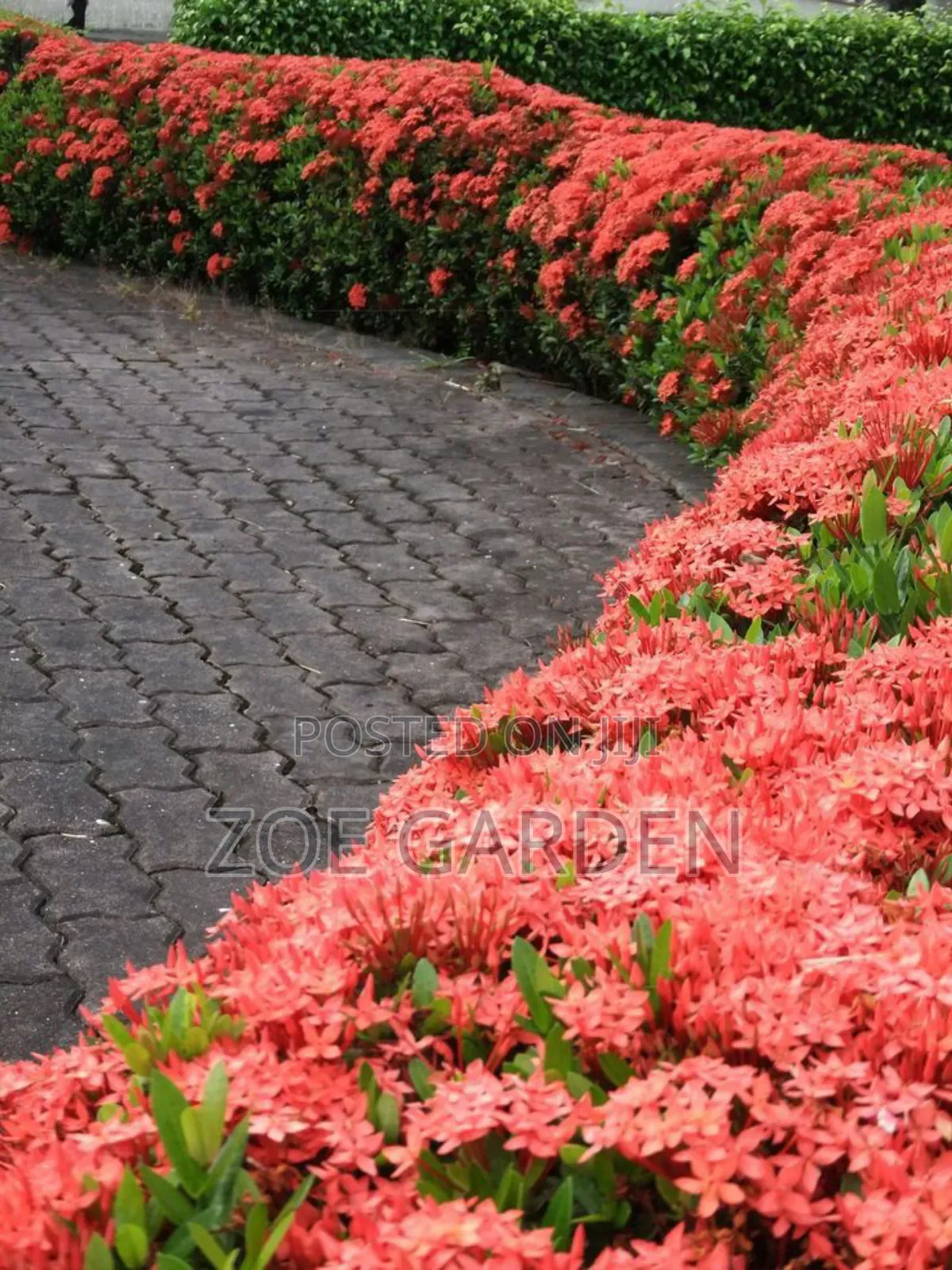 Exotic Plants