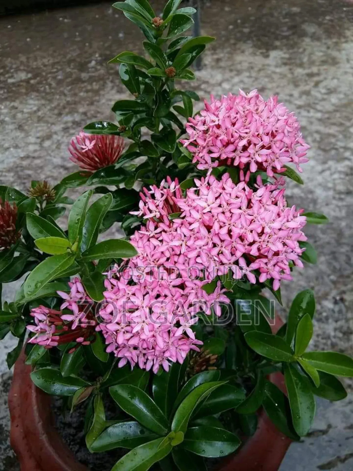 Exotic Plants