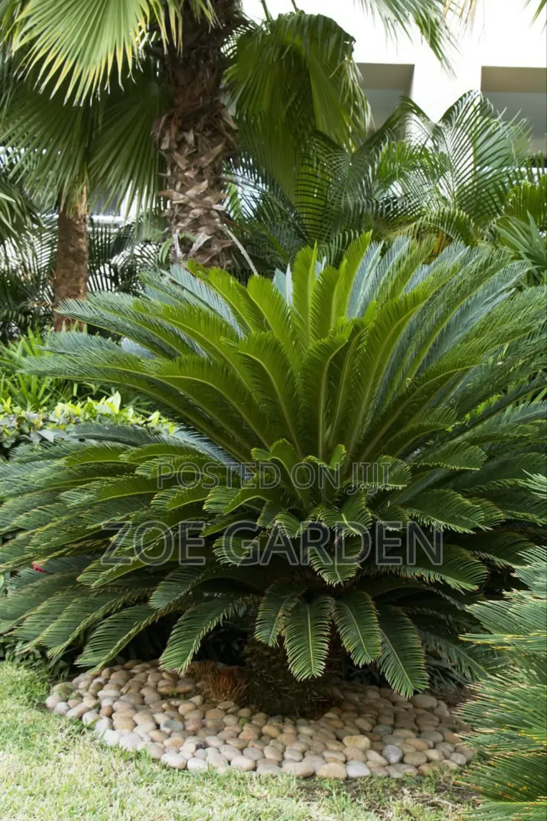 Cycas/Sago Palm