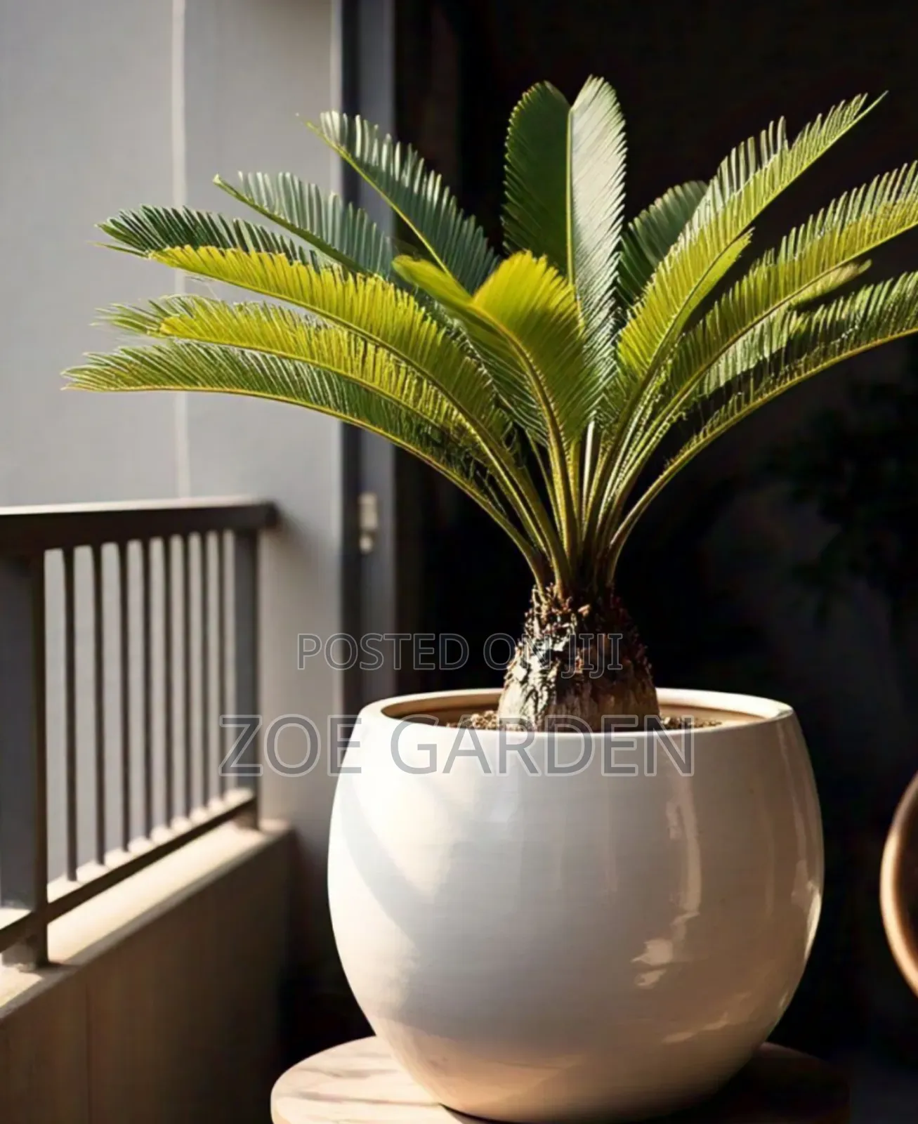 Cycas/Sago Palm