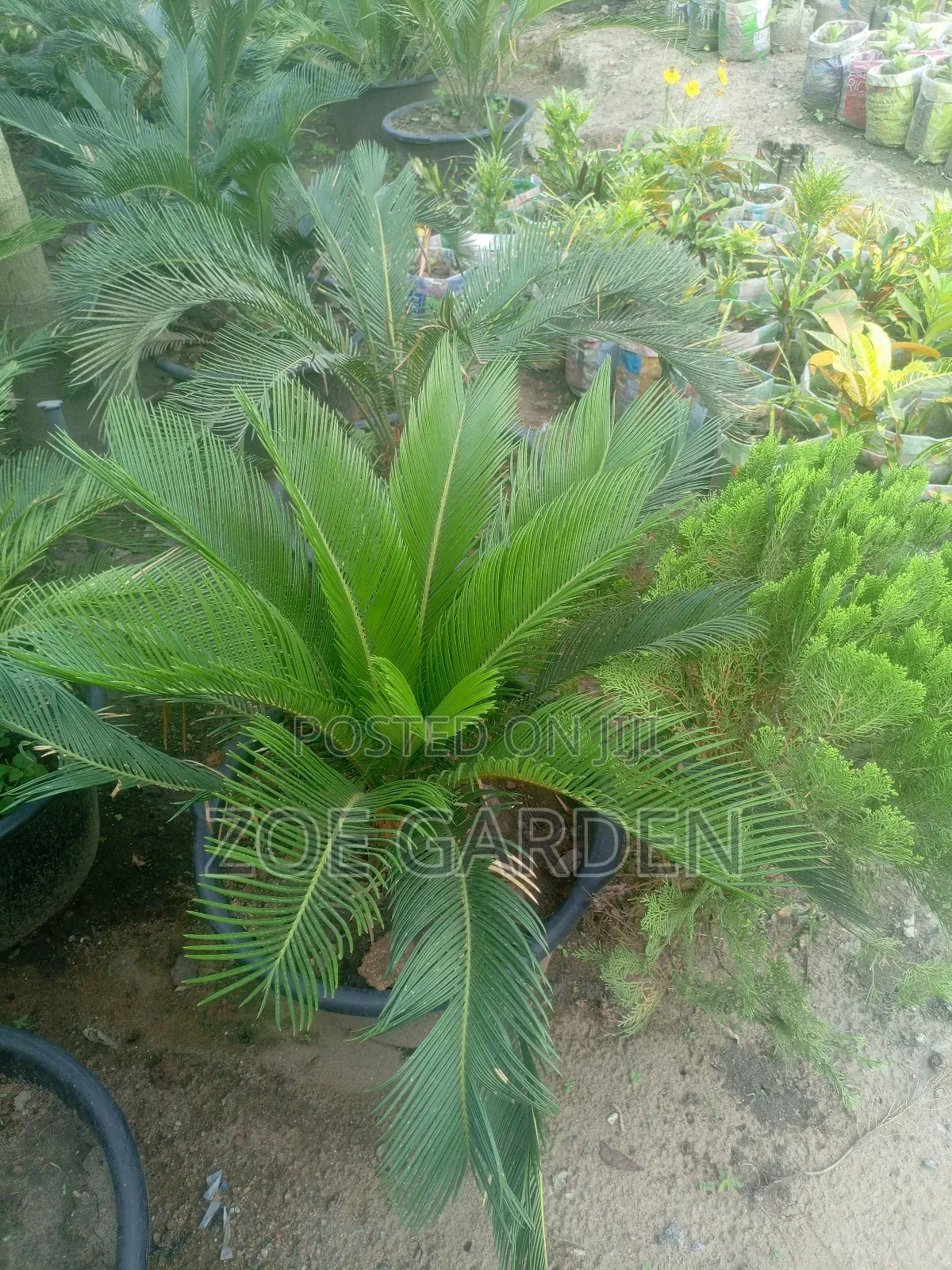 Cycas/Sago Palm