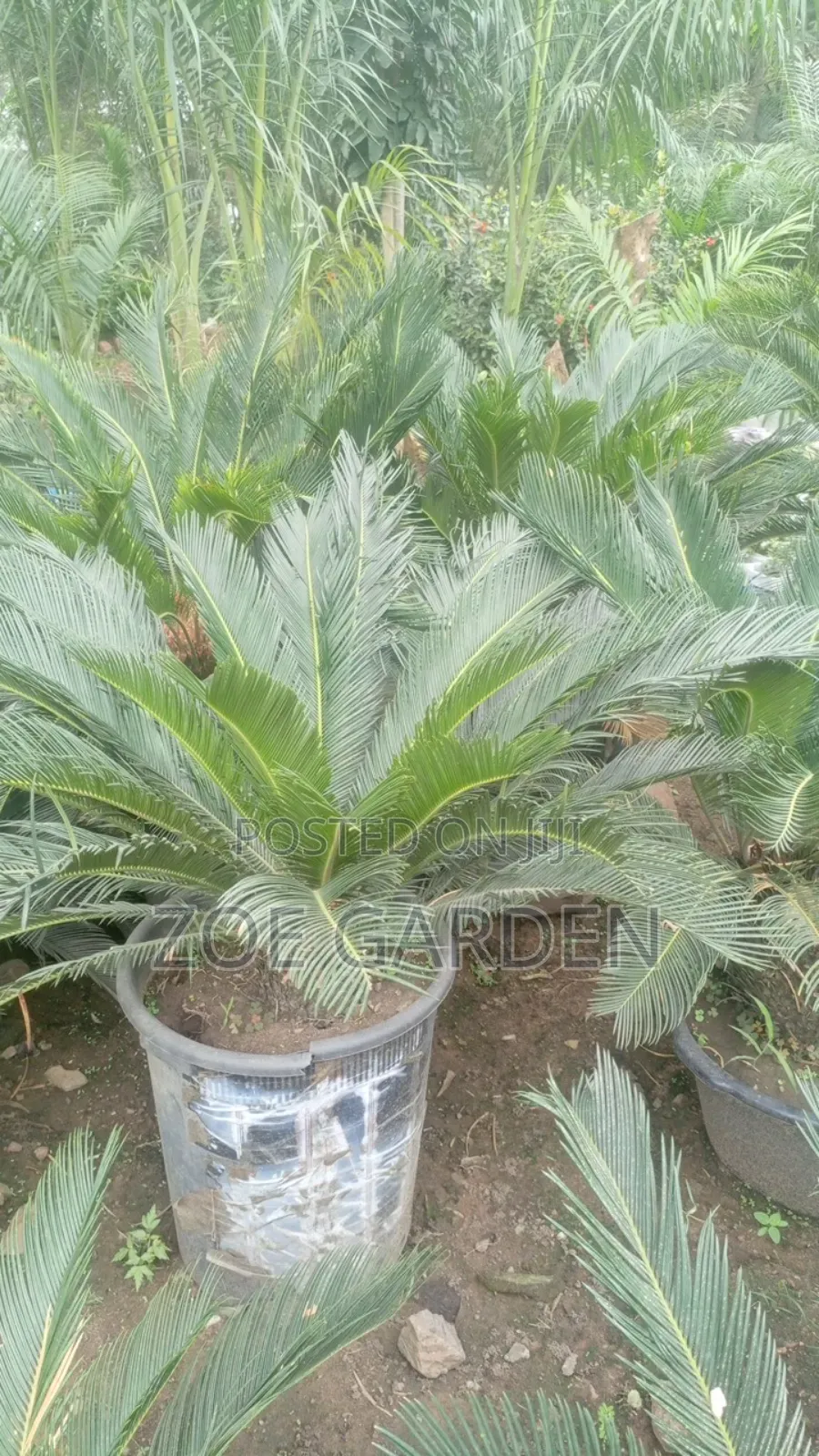 Cycas/Sago Palm