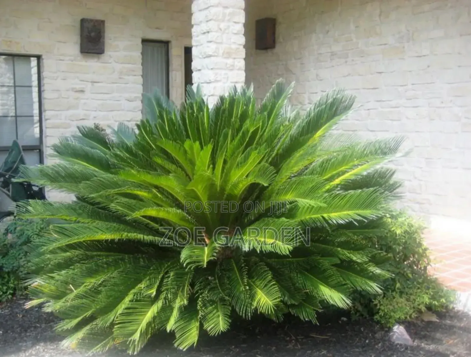 Cycas/Sago Palm
