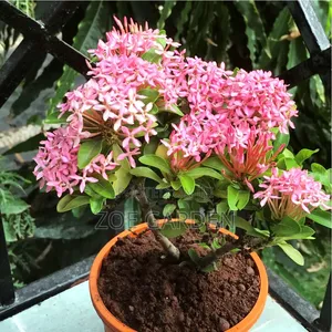 Ornamental Plants