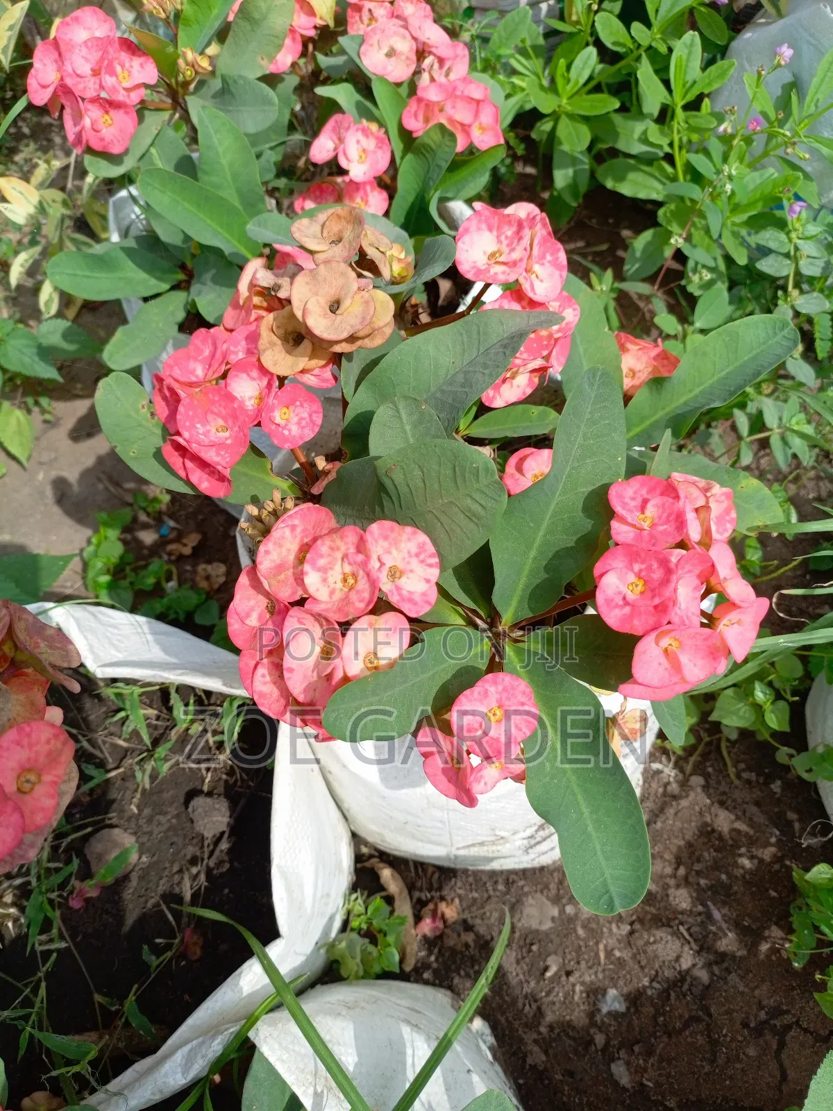 Ornamental Plants
