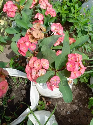 Ornamental Plants