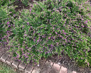 Ornamental Plants