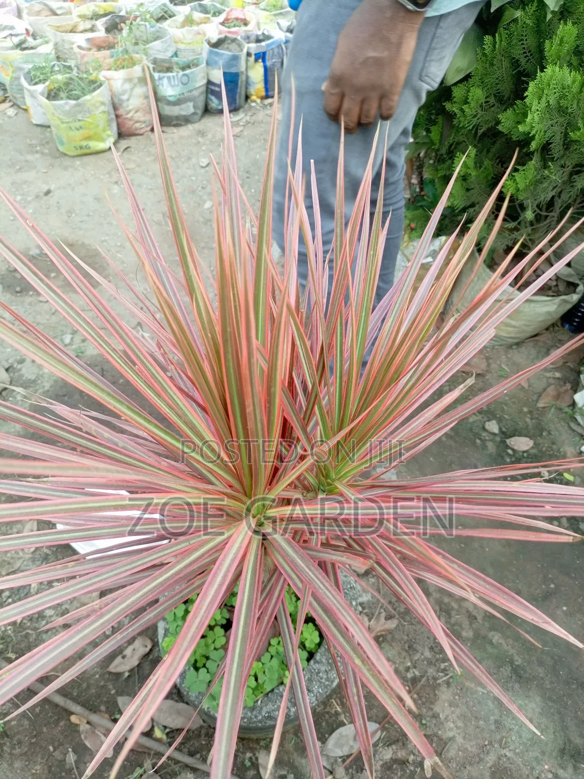 Ornamental Plants