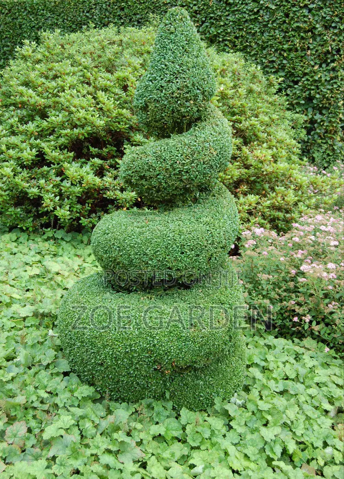 Ornamental Plants