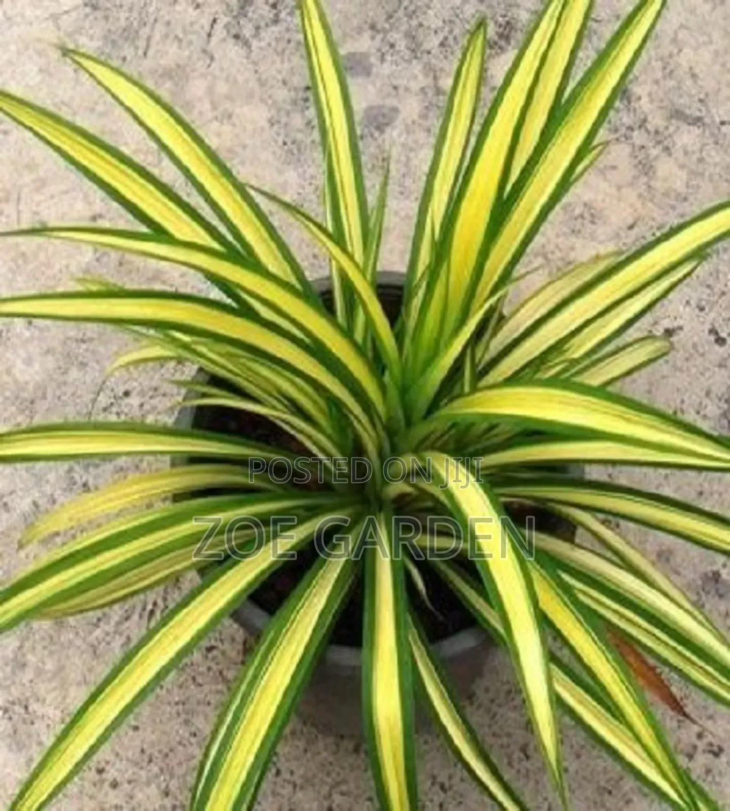 Pandanus, Gracenia