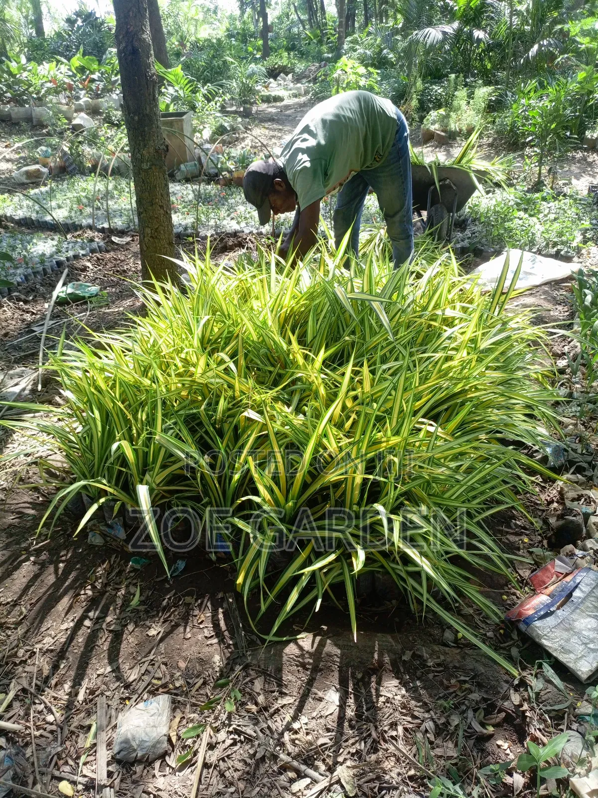 Pandanus, Gracenia